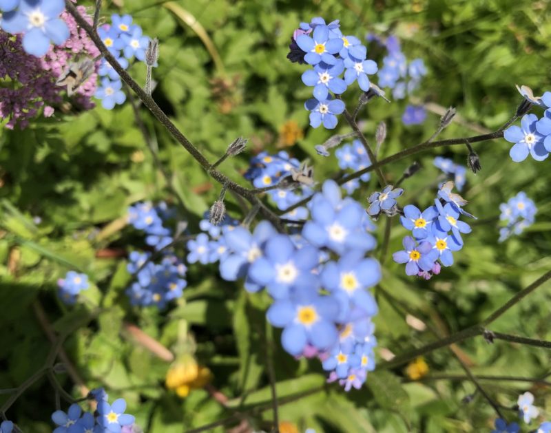 Autofokus Vergleich Schärfe mit Blume