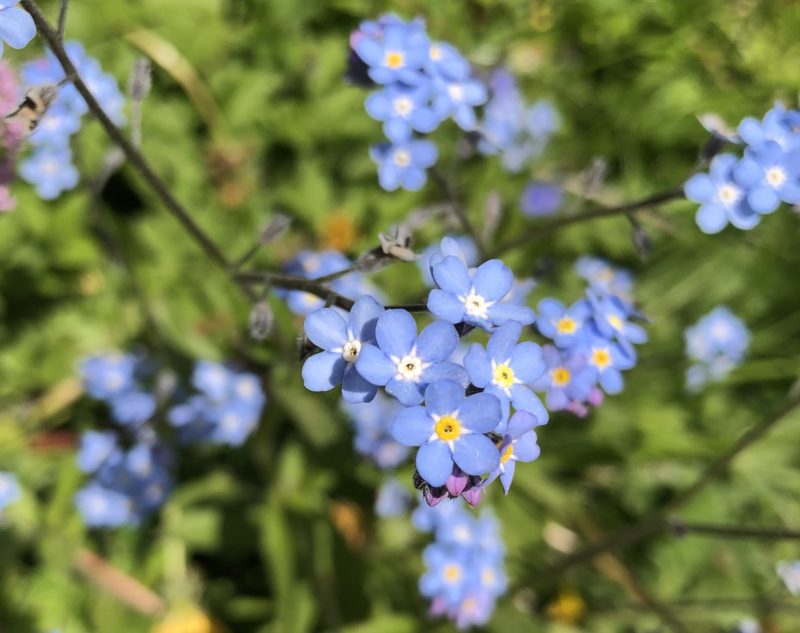 Autofokus Blume scharf