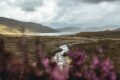 bessere landschatfsfotos Tail mit Blumen