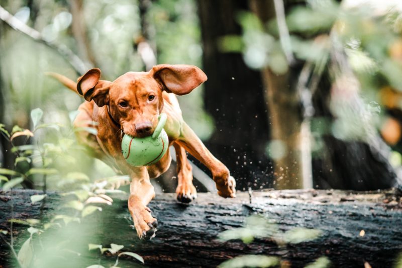 bewegung fotografieren hund