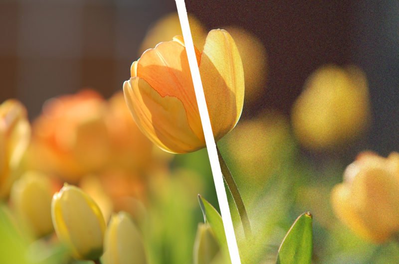 BIldrauschen Blumen Titel bearbeitet