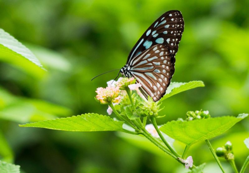 Blumen fotografieren - Blüte mit Schmetterling