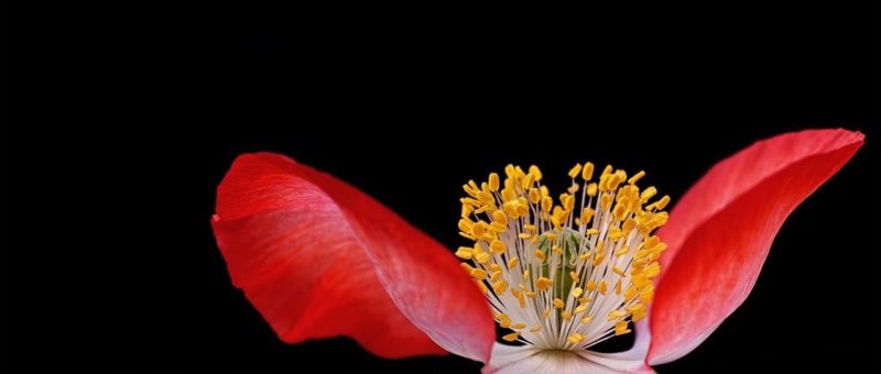 Blumen fotografieren Titelbild