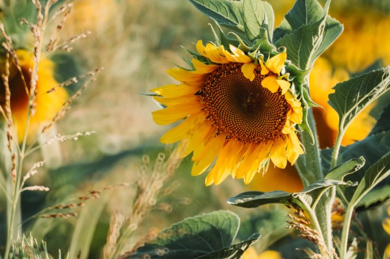 Sonnenblume im Spätsommer