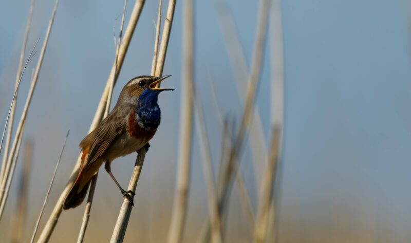 Singendes Blaukehlchen - Vergleich Brennweite Objektiv