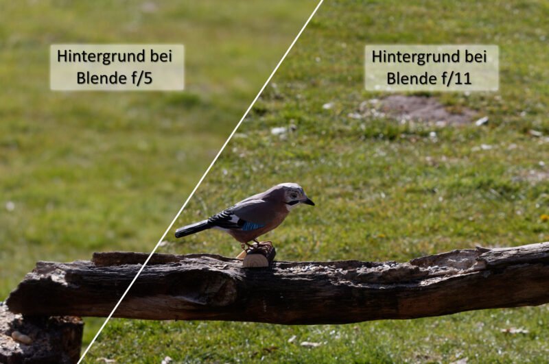 Brennweitenvergleich Vogelfotografie Bokeh