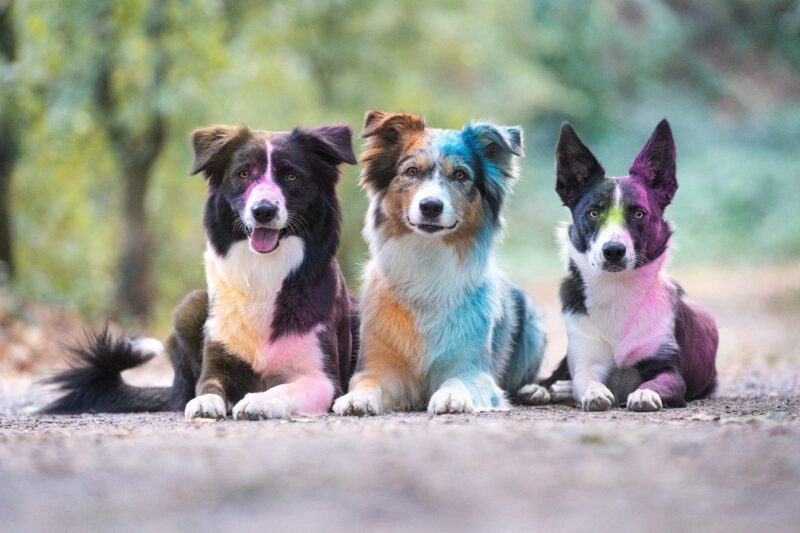 Bunte Hundefotos Hunde liegend