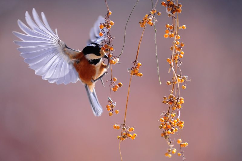 Crop Faktor Tierfotografie