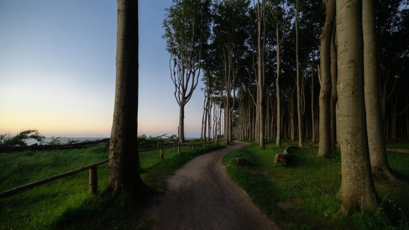 Dämmerung im Gespensterwald.