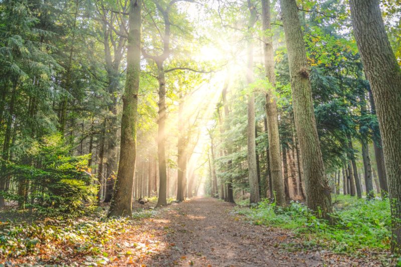 Lichstrahlen im Wald