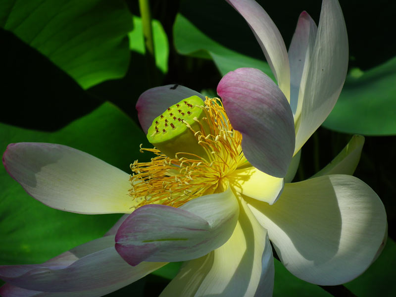 focus stacking anleitung