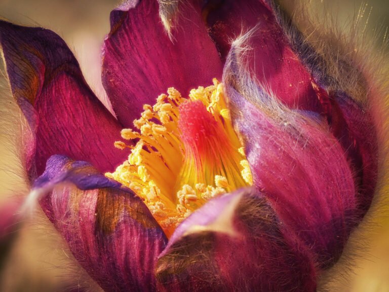 Fokus-Stacking und Fokus-Bracketing Blüte