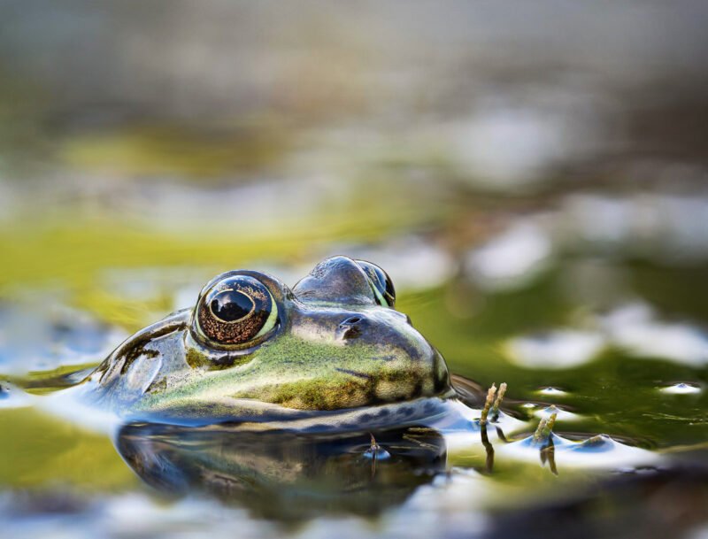 Fokus-Stacking und Fokus-Bracketing Frosch