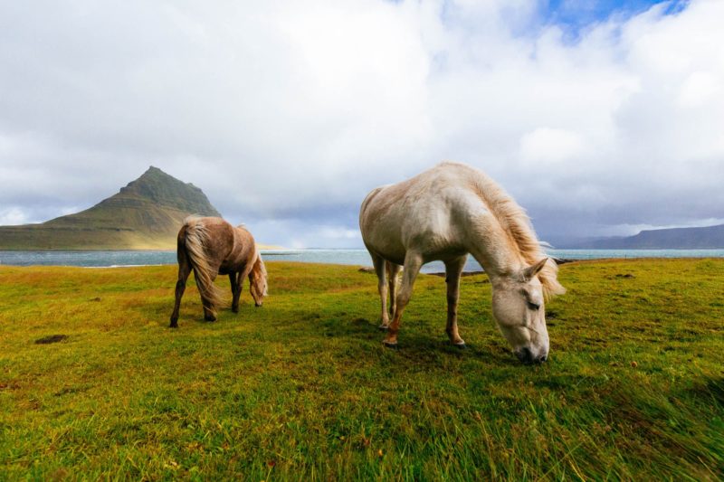 Ponies auf der Weide in Island