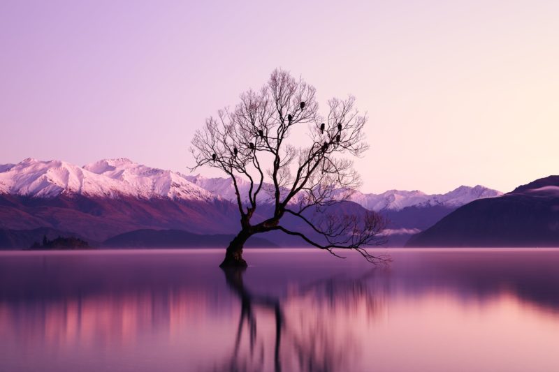 Fotografie Tipps Einfachheit Baum Blaue Stunde