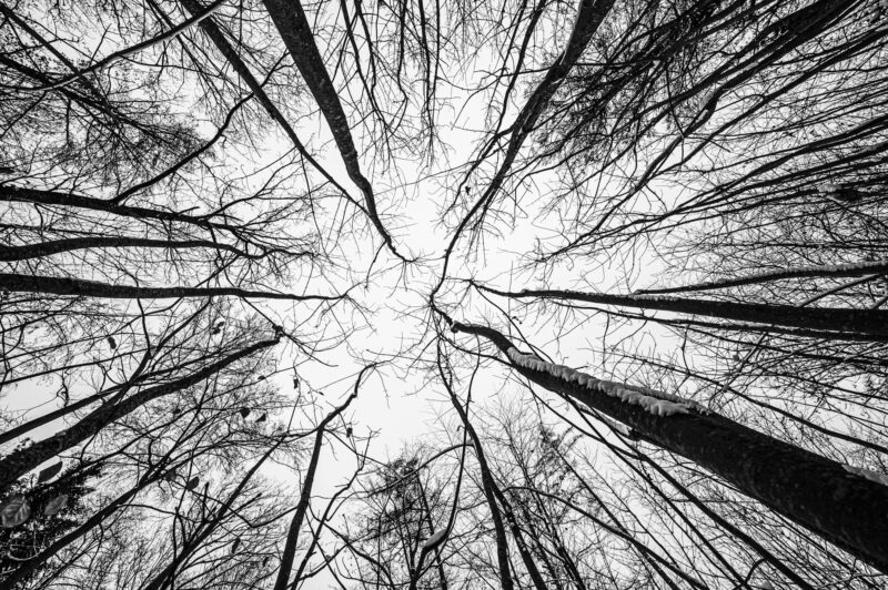 Fotografieren im Wald Schwarzweiß