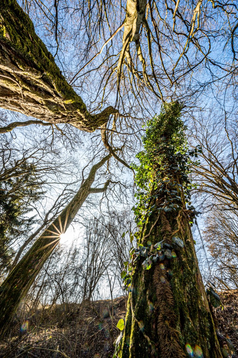 Fotografieren im Wald Sonne