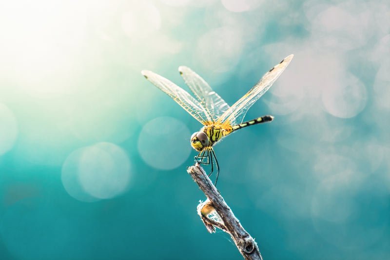 fotografieren in der natur makro