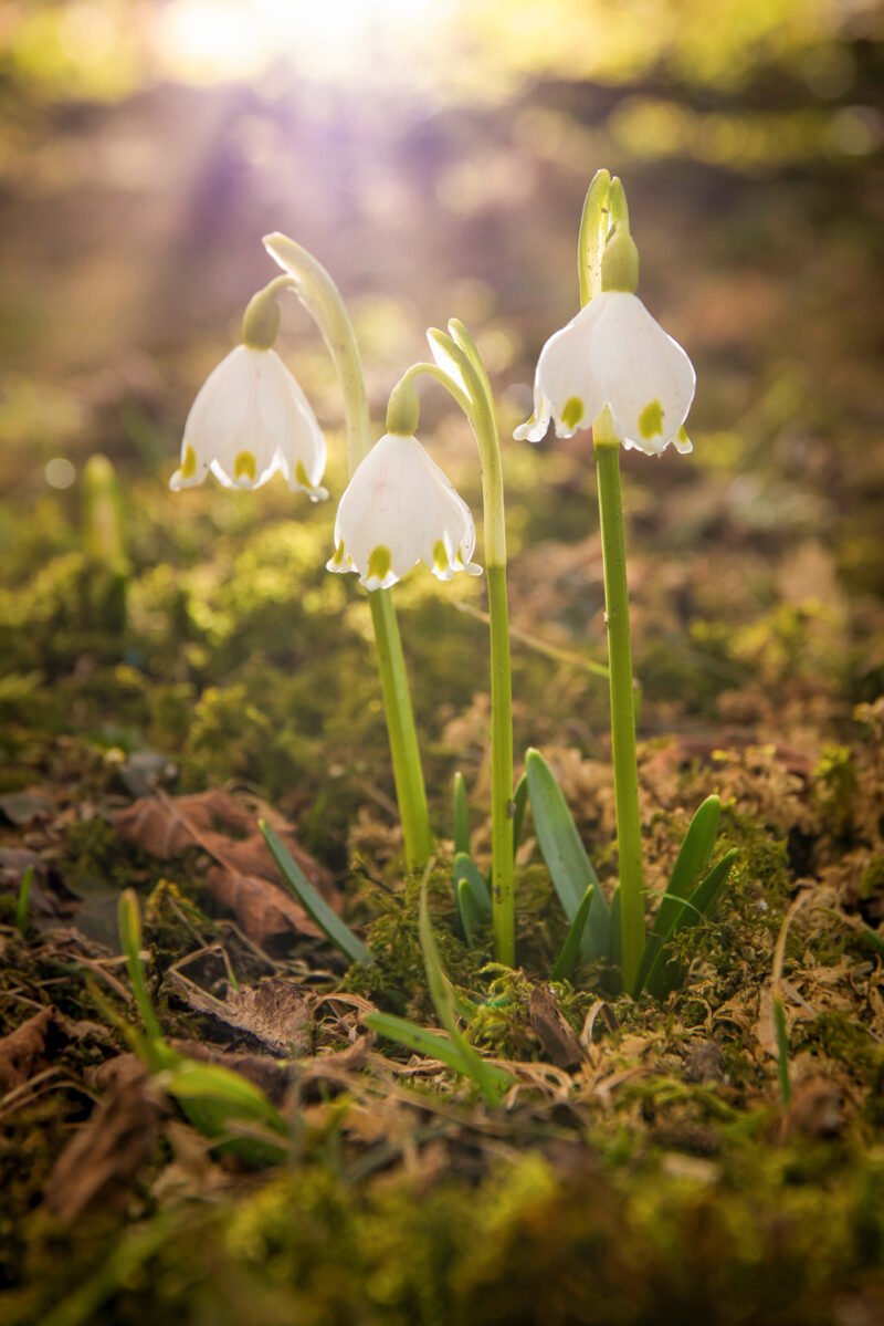 Frühlingsfotos Schneeglöckchen