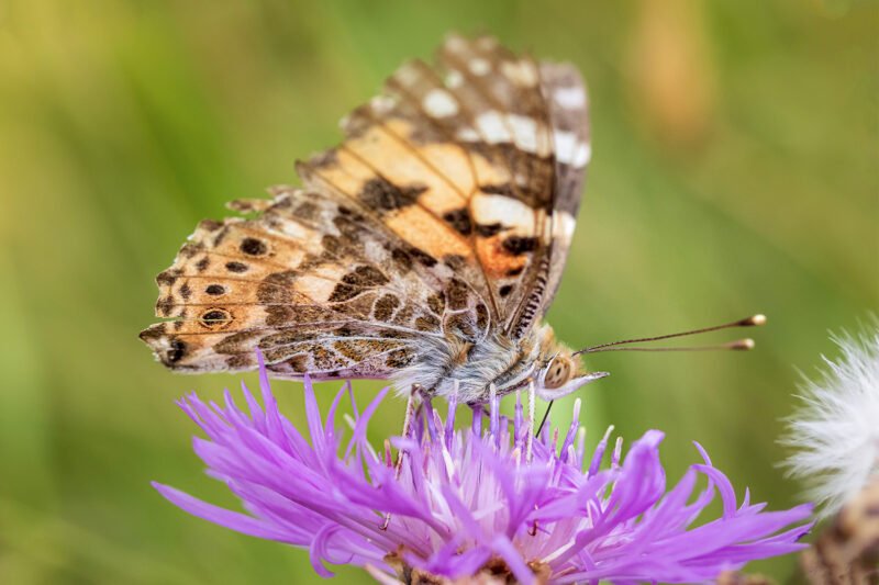 Frühlingsfotos Schmetterling