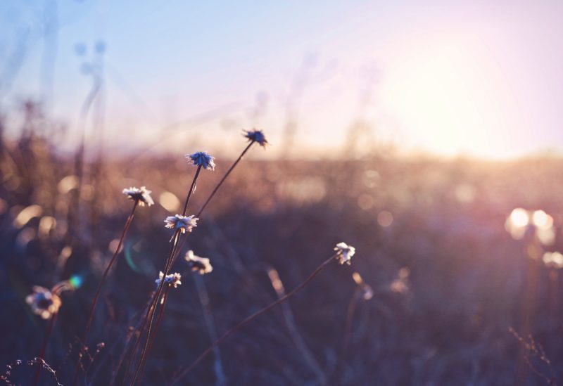 gegenlicht blumen gegen das licht fotografiert