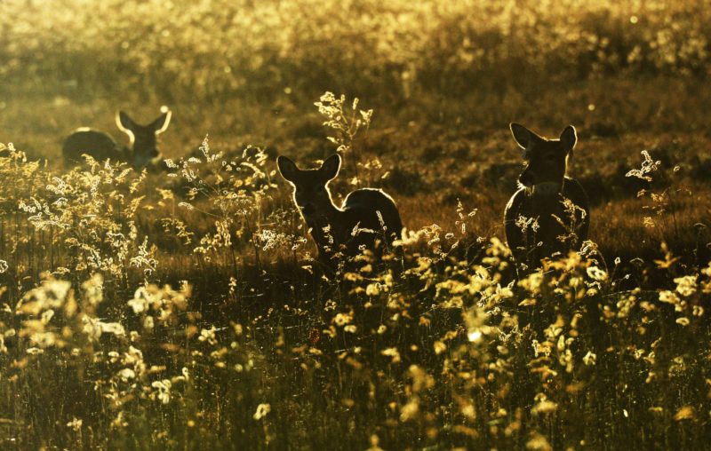 gegenlicht rehe in einem feld mit umriss