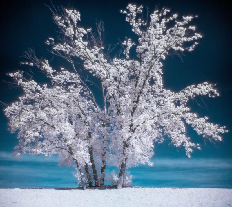 Infrarotfotografie Baum