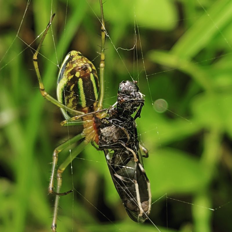 insektenfotografie aktion