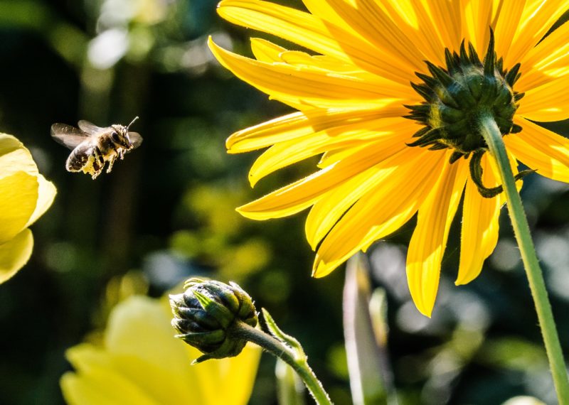 insektenfotografie bewegung