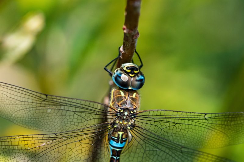 insetenfotografie libelle