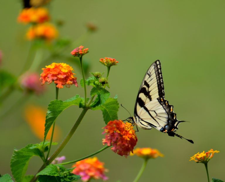 Insekten fotografieren Anleitung