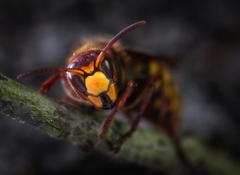 insektenfotografie stich