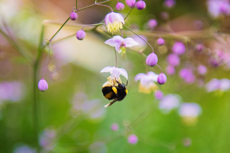 insektenfotografie tiefenschärfe