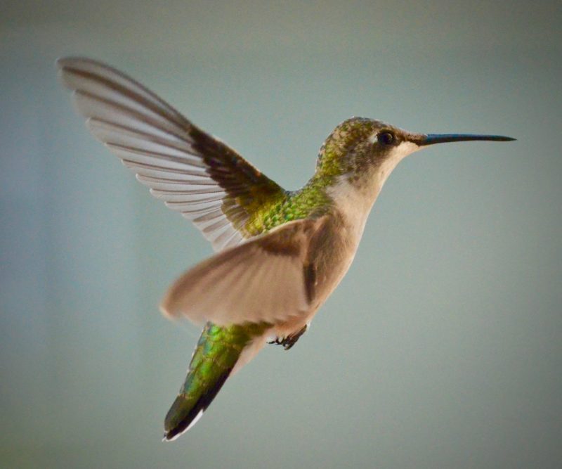 ISO Kamera fliegende Vögel