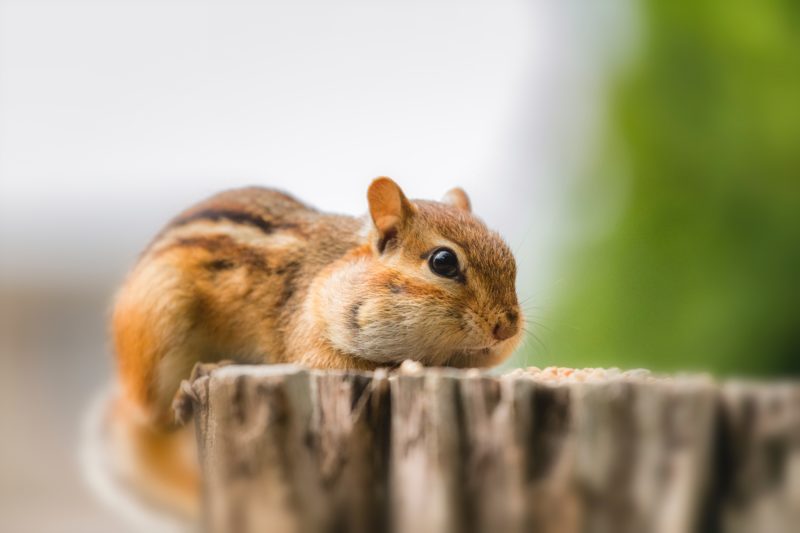 Kamera Fokus Chipmunk