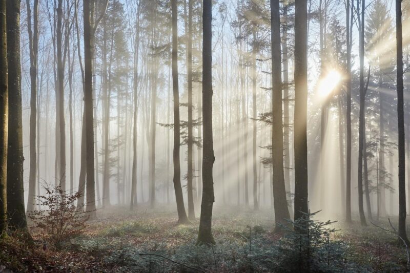 knifflige fotomotive waldlichtung fotografieren