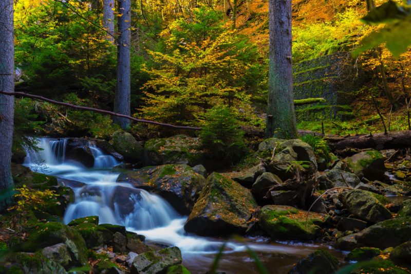 fliessendes Wasser in einem Wald