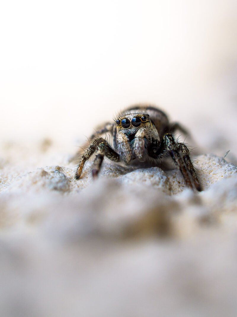 Makrofoto Spinne