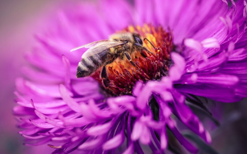 Makrofotografie Anfänger Biene