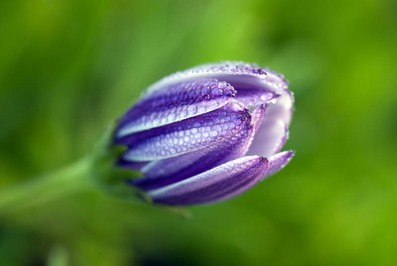 makrofotografie tipps blueten fotografieren