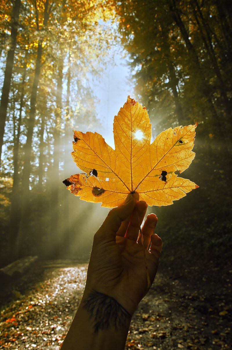 frau haelt blatt im wald in die sonne