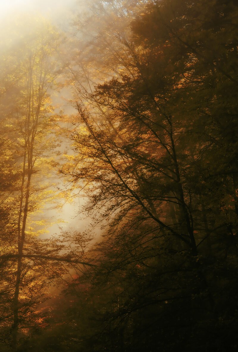 sonneneinfall auf baeume im wald