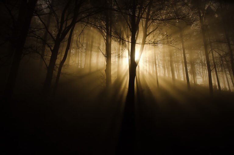 mystische naturfotos stimmung im wald