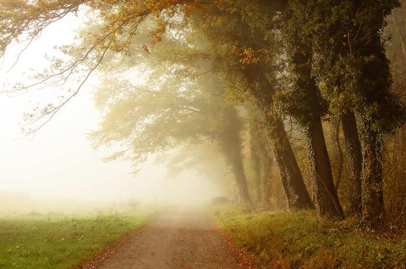 waldlichtung im nebel