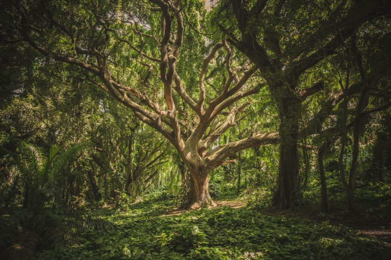 nachbearbeitung heller baum in einem dunklen wald