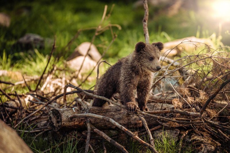 Bär in seiner natürlichen Umgebung