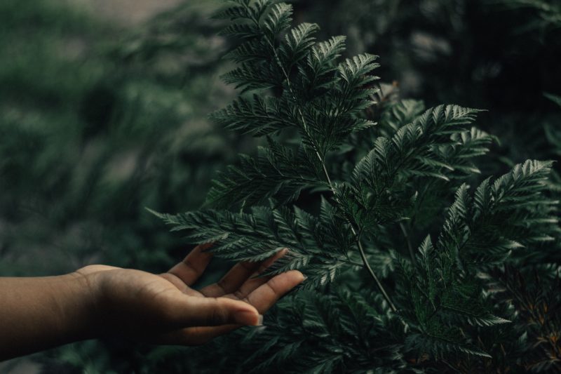 Naturaufnahme mit einer Hand die ein Blatt hält