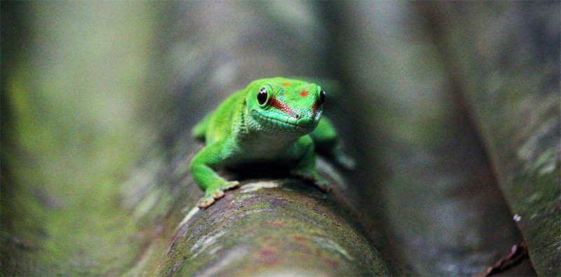 naturfotografie naturfotograf gekko