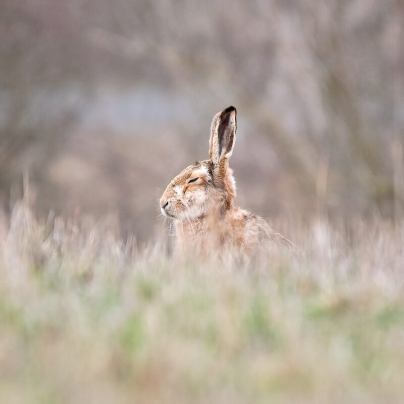 Naturfotos Hase