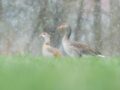 Naturfotos schlechtes Wetter Gänse